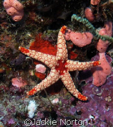 Brighty coloured starfish in the Indian ocean by Jackie Norton 